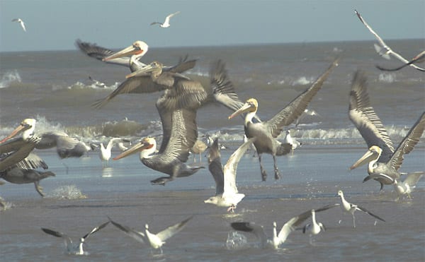 brown pelicans taking flight