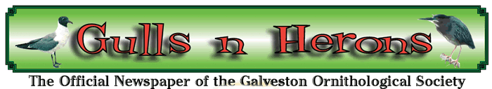 gulls n herons banner